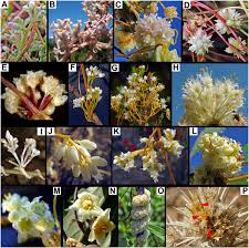Image result for Cuscuta planiflora