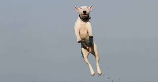 Pour faire la plus belle des rondes. Mon Chien Ne M Ecoute Pas Dehors 3 Causes Mimi Griotte
