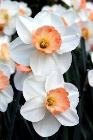 Como E Lindas Daffodil Flower Daffodil Bulbs Narcissus Flower