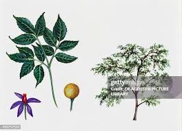 Image result for Meliaceae