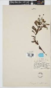 Image result for Emilia discifolia