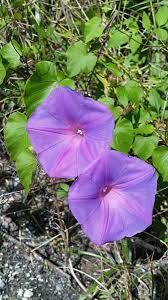 Image result for Hippocratea indica