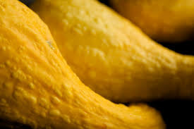 Check spelling or type a new query. What Happened To My Yellow Squash With Bumps On Skin