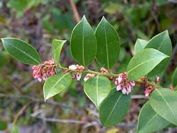 Image result for Rawsonia lucida