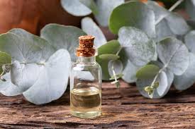 In broad terms, eucalyptus refers to some 700 plant species that are known for their oily and odiferous leaves. 7 Amazing Eucalyptus Oil Benefits How To Use Eucalyptus Oil