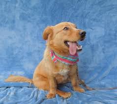 They are one of the world's most popular pets and make great companions. Golden Retriever Puppies For Adoption In Nc The Y Guide