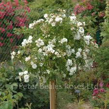 Meshin led bonsai tree light tree lamp flower rose light adjustable branches for room decoration. Sanders White Weeping Standard Rose Peter Beales Roses The World Leaders In Shrub Climbing Rambling And Standard Classic Roses