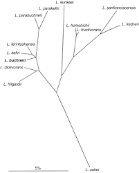 From wikimedia commons, the free media repository. The Genera Lactobacillus And Carnobacterium Springerlink