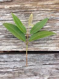 This traditional handmade soap contains certified organic lemon myrtle leaf & essential oil. Get To Know Your Native Ingredients Lemon Myrtle 1 Million Women