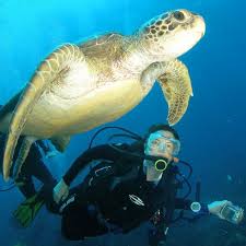 Image result for fernando de noronha scuba