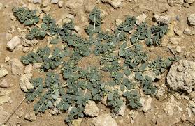 Image result for Euphorbia granulata