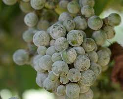 Maybe you would like to learn more about one of these? Fighting Powdery Mildew On Grapes