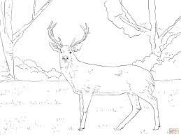 By best coloring pagesaugust 1st 2013. Realistic Deer Coloring Page Novocom Top