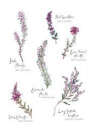 Image Result For Calluna Botany Scotland Tattoo Foot Tattoos Scottish Tattoos