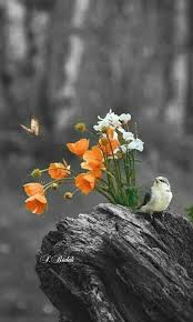 Nature Birds And Flowers Wallpaper Pin By Life Of Freedom On Birds Animals Nature Photography Beautiful Birds Beautiful Nature