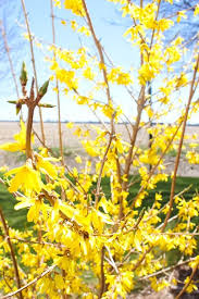 Follow These Easy Steps To Propagate Forsythia Bushes So Your Yard Can Be A Beautiful Sea Of Yellow Flowers At The Easy Plants To Grow Plants Landscape Design