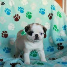 Baxter Panda Pug Puppy For Sale In Pennsylvania Pug Puppies For Sale Pug Puppies Pug Puppy