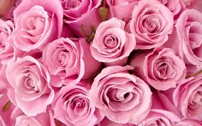 Roze Google Zoeken Roze Achtergronden Bloem Behang Roos Behang