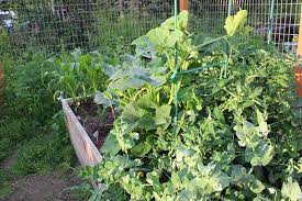 Think 'jack be little,' 'small sugar,' and 'orange smoothie.' read more about our favorite pumpkin cultivars for decorating. How To Grow Pumpkins Vertically On A Trellis Gardener S Path