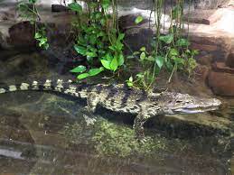 Maybe you would like to learn more about one of these? Zoo Bojnice Otvaracie Hodiny A Cennik Slovensky CestovateÄ¾