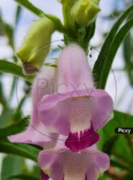 Image result for Sesamum radiatum