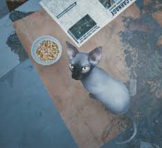 A bot dedicated to the hairless cute cat we all know as bingus. Bingus Appreciation Thread Forums Cd Projekt Red