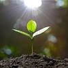 Each plant is an individual with different needs. 3