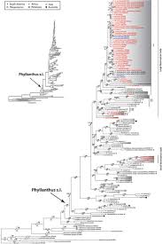 Image result for Phyllanthus hutchinsonianus