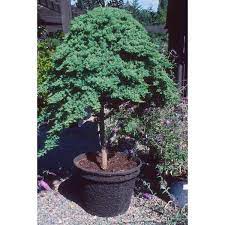 Juniperus Procumbens Nana Dwarf Japanese Garden Juniper Dwarf Japgarden Juniper North Carolina Extension Gardener Plant Toolbox