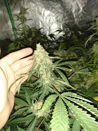 The green house seed company is one of the most successful cannabis the greenhouse seed brand is now a global franchise and has made a name for itself in apparel. Super Critical Von Green House Seeds Cannabis Sorten Infos
