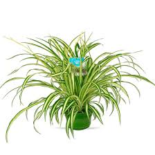 Image result for Chlorophytum bowkeri