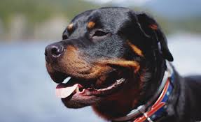 We have the 5 top picks with reviews! 5 Best Foods For Rottweilers Recipes For Your Black And Tan Pup