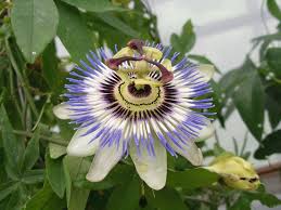 Im not a big gift shop person but i am a graphic designer, and i just love opportunities to visit passion flower. Vines At Portland Nursery