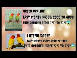 Maybe you would like to learn more about one of these? Green Opaline And Lutino Sable Price This October Wow Tumaas Nanaman Ang Lutino Sable Youtube