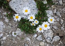 E proprio come le onde a volte si spezzano sugli scogli, ma è solo un'illusione. Fiori Bellissimi Che Si Possono Trovare In Montagna D Estate Eppen Extra Green Bergamo