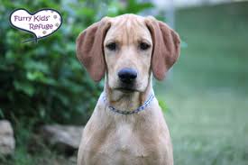Images Puppyfinder Com Adinforgarc 6 B B 6bb000