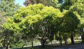 Image result for Celtis