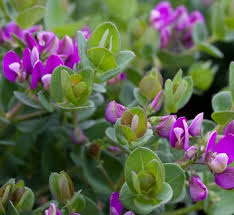 Image result for Polygala marensis
