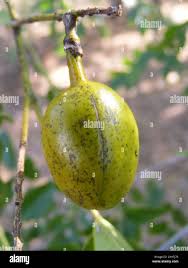 Image result for Xanthocercis zambesiaca