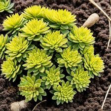 Image result for Sedum