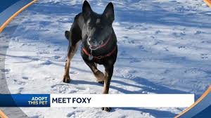 June 6, 2020, 4:19 am. New Hampshire Pet Adoption Foxy The German Shepherd Is Available