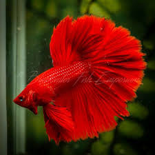 Live Betta Fish Red Halfmoon Hmm2990 Usa Based Seller Betta Fish Betta Fish