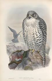 Peregrine Falcon Birds Of Prey New York Falco Islandus Iceland Falcon Adult Nypl Digital Collections History Drawings Bird Illustration Birds