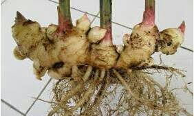 8.000/kg x 2.500 kg = rp. 6 Cara Menanam Hidroponik Jahe Paling Mudah Bagi Pemula Ilmubudidaya Com