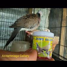 Derkuku b2w adalah anak puntadewa dan betina pergiwa, keduanya burung andalan b2w bird farm yang beberapa kali menjuarai perlombaan. Jamu Subur Uritan Jamu Herbal Buat Burung Perkutut Tekukur Dan Puter Lazada Indonesia