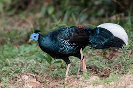 Image result for Lagenaria rufa