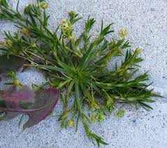 Image result for Sagina