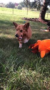 Dogs With Megaesophagus Home Facebook