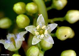 Image result for Apodytes