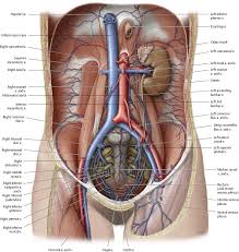 The torso or trunk is an anatomical term for the central part, or core, of many animal bodies (including humans) from which extend the neck and limbs. Arteries Veins Atlas Of Anatomy